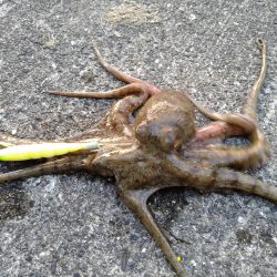 予定変更の姫路行き